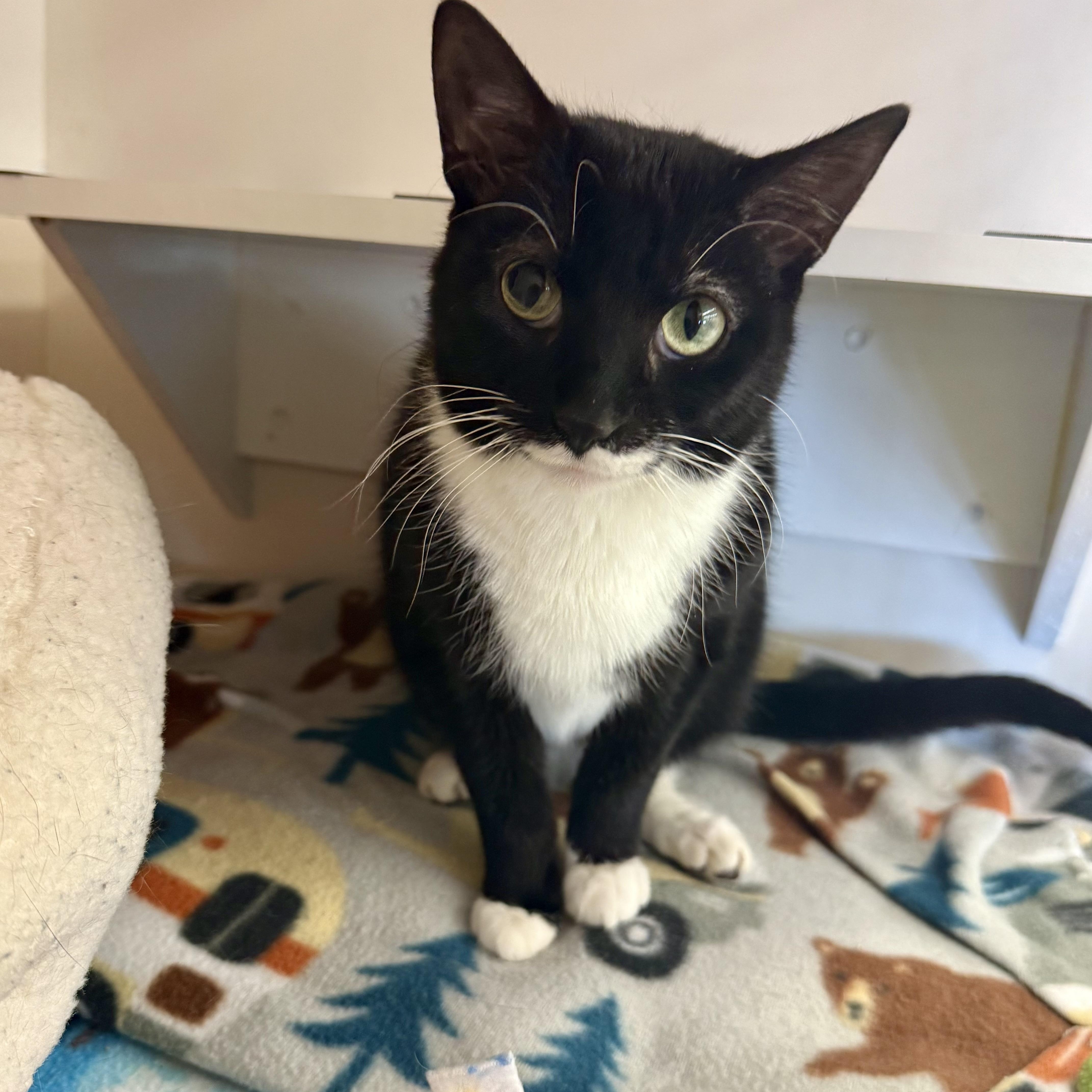 Enlarge Roberta, a Adoptable mixed breed in Orland Park, IL image 4/6