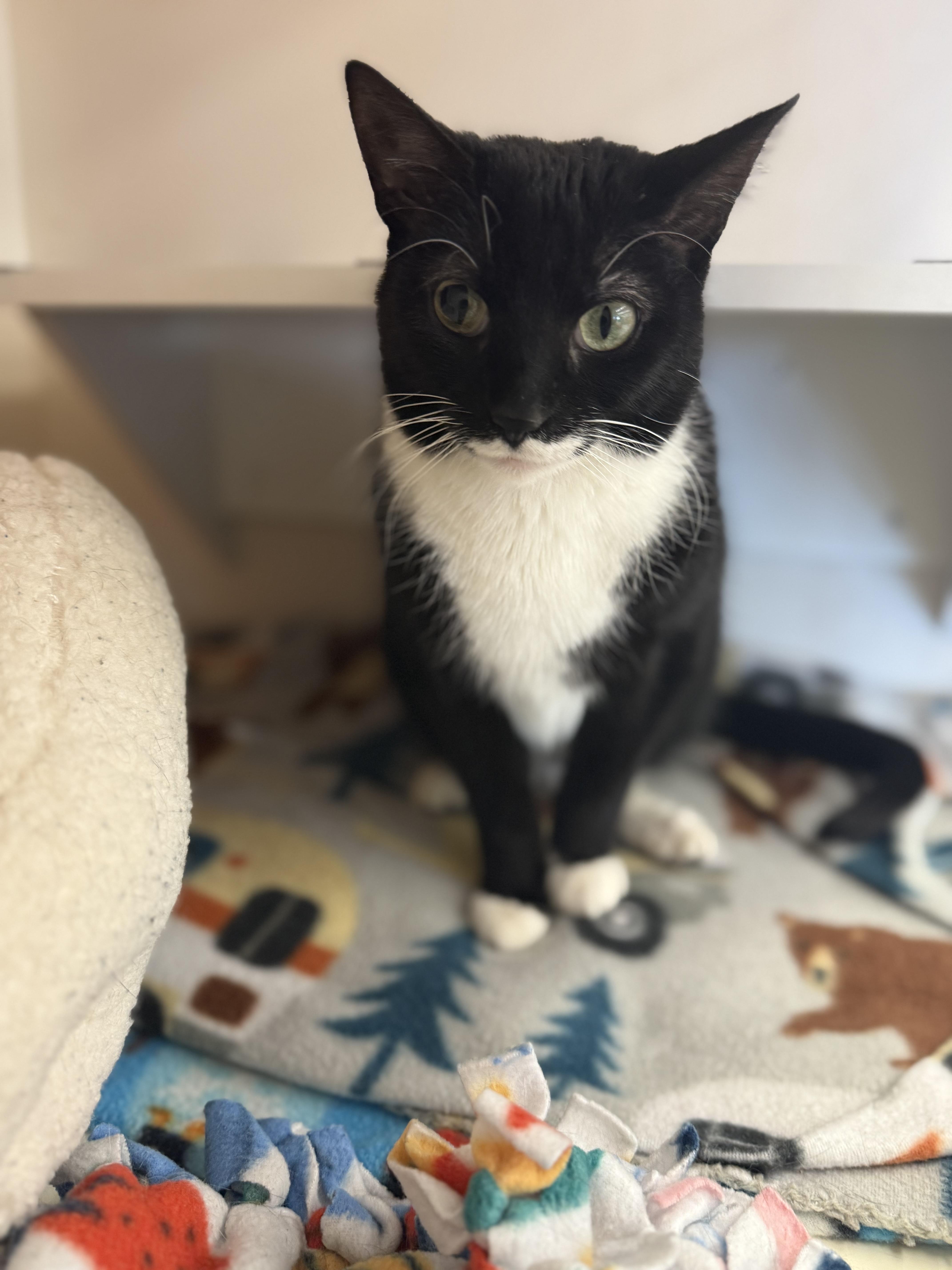 Enlarge Roberta, a Adoptable mixed breed in Orland Park, IL image 6/6