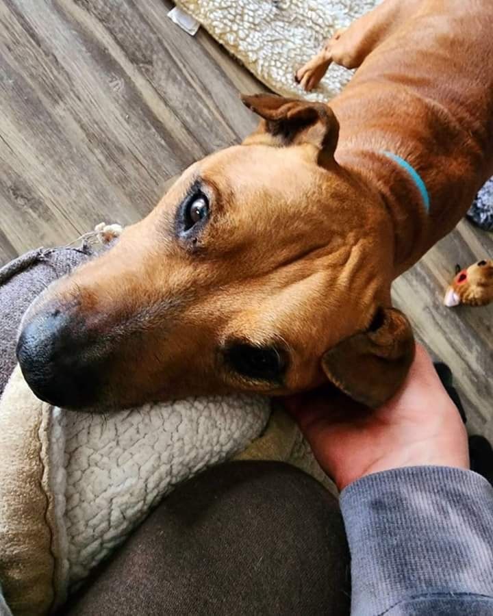 Harry, Adopted, Senior Male Shar-Pei.