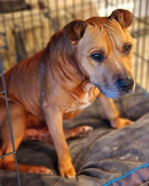 Harry, a Adopted mixed breed in greenwood, IN image 2/8