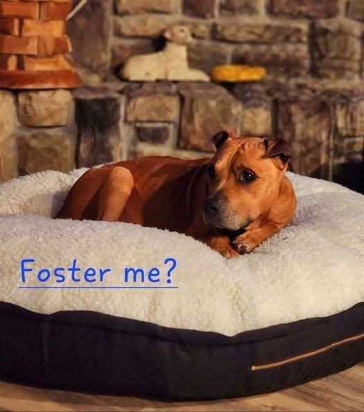 Harry, a Adopted mixed breed in greenwood, IN image 3/8