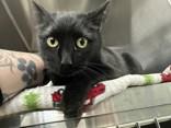 Enlarge Shadow, a ADOPTABLE Domestic Short Hair in Manitowoc, WI image 1/1