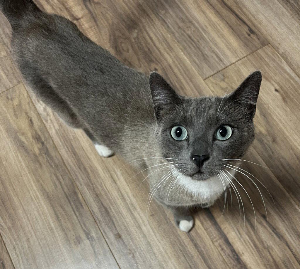 Enlarge Nimbus, a Adoptable Domestic Short Hair in St. Helens, OR image 1/1