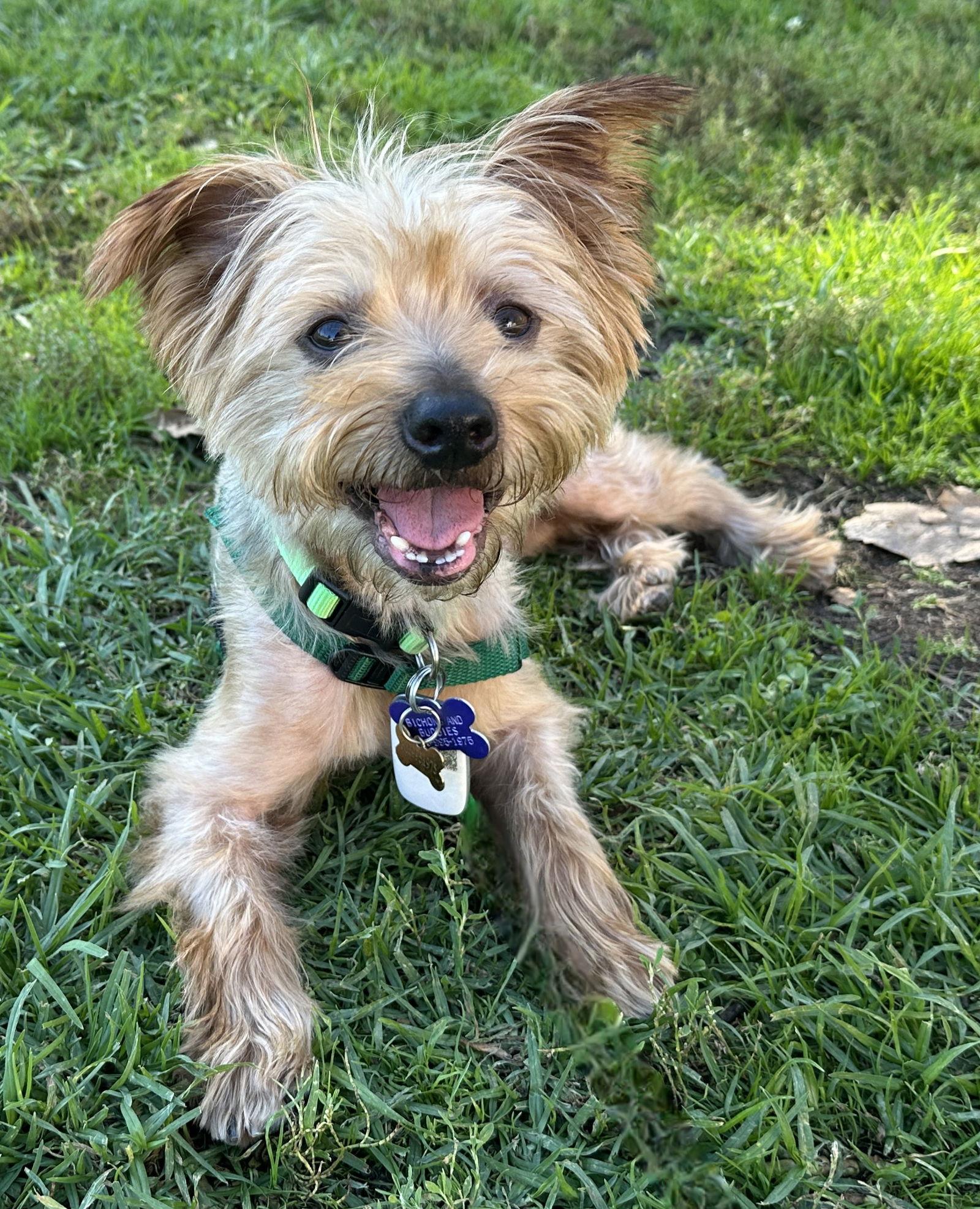 Enlarge Charlie, a Adopted Yorkshire Terrier in Los Angeles, CA image 1/3