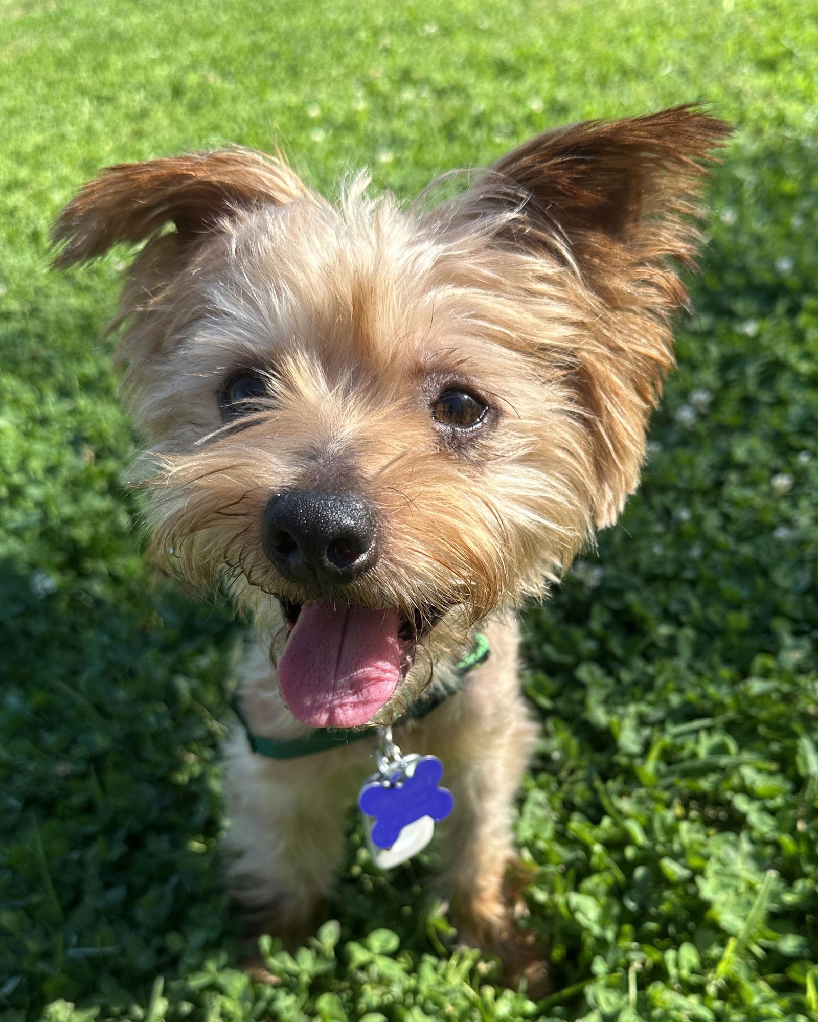 Enlarge Charlie, a Adopted Yorkshire Terrier in Los Angeles, CA image 2/3