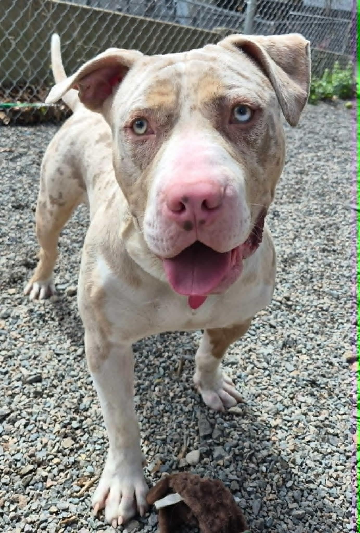 Enlarge BUTTER, a Adoptable Pit Bull Terrier in Boston, MA image 1/1