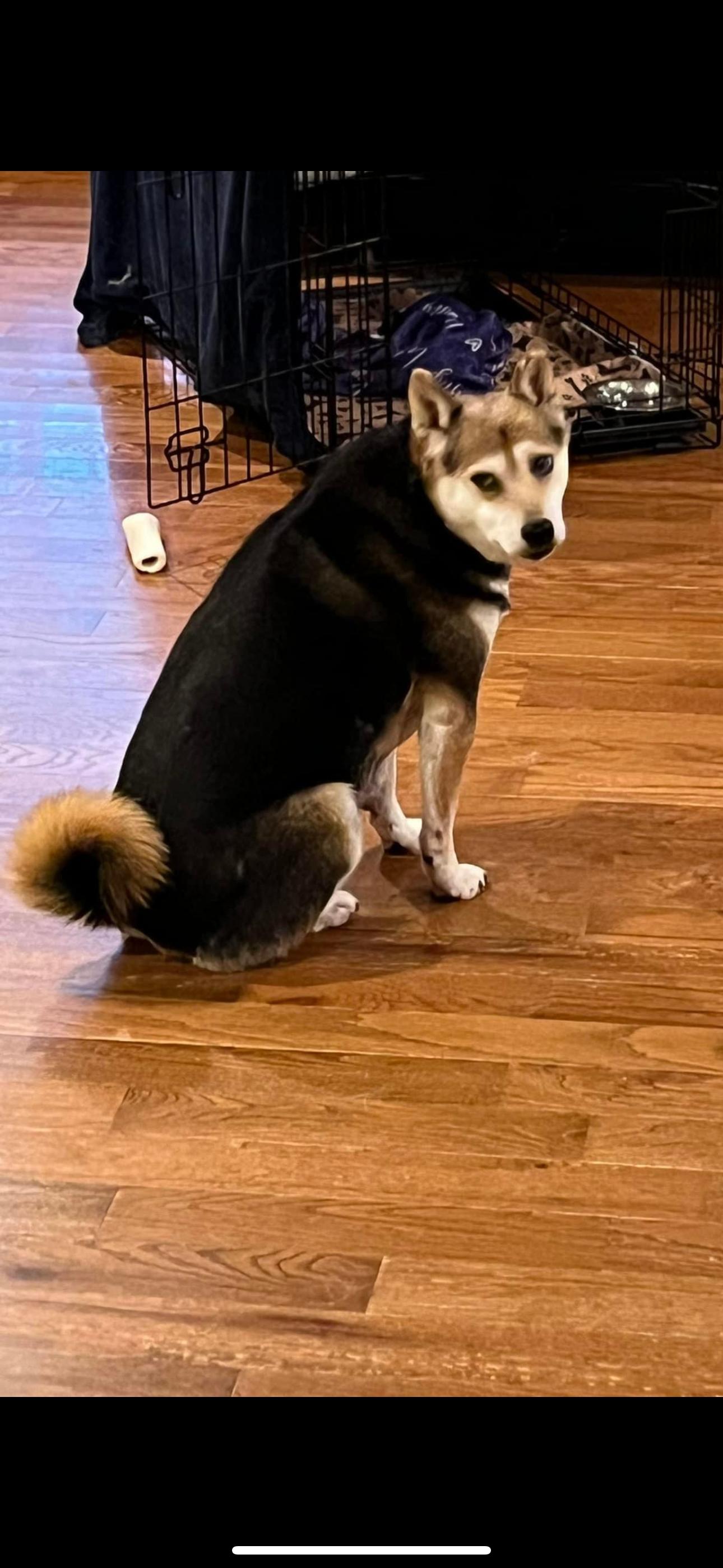 6100 Betsy, a Adoptable Shiba Inu in Springfield, MO image 1/6