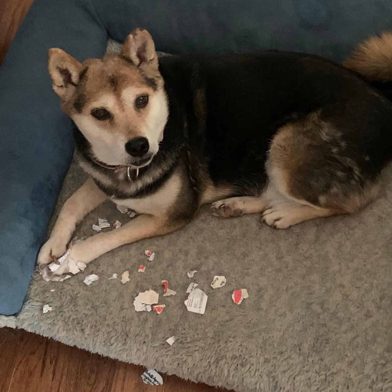 6100 Betsy, a Adoptable Shiba Inu in Springfield, MO image 2/6