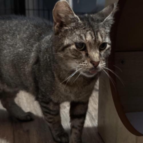 Beauty — thumbnail 3