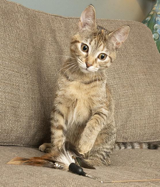 Angelica, a Adoptable Torbie in Chicago, IL image 1/6