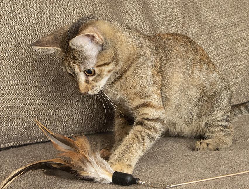 Angelica, a Adoptable Torbie in Chicago, IL image 3/6