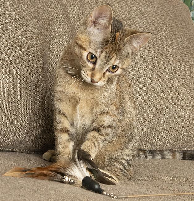 Angelica, a Adoptable Torbie in Chicago, IL image 4/6