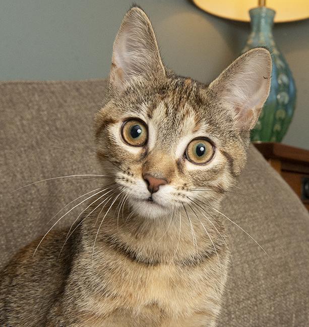 Angelica, a Adoptable Torbie in Chicago, IL image 5/6