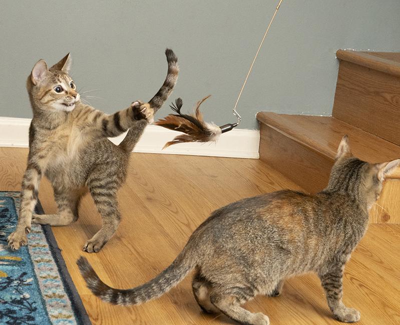 Angelica, a Adoptable Torbie in Chicago, IL image 6/6