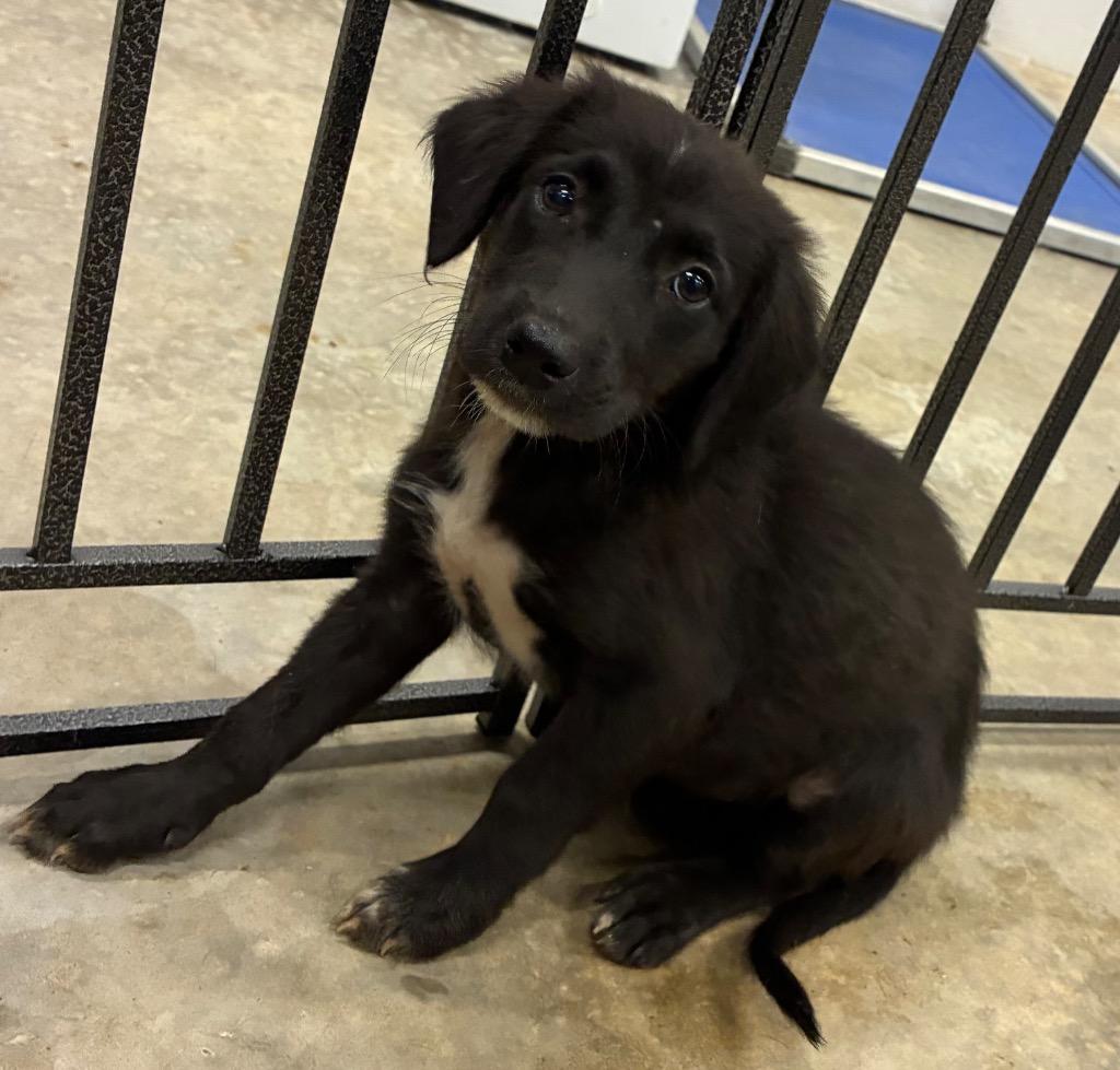 Adidas, Adoptable, Puppy Female Labrador Retriever & Australian Cattle Dog / Blue Heeler.