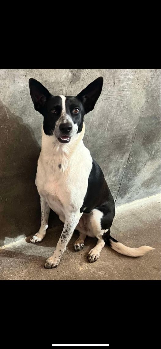 Princess Sweet Heart Sparkle Sprinkles, a Adoptable mixed breed image 1/3