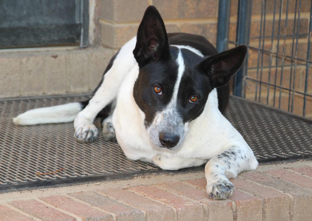 Princess Sweet Heart Sparkle Sprinkles, a Adoptable mixed breed image 2/3