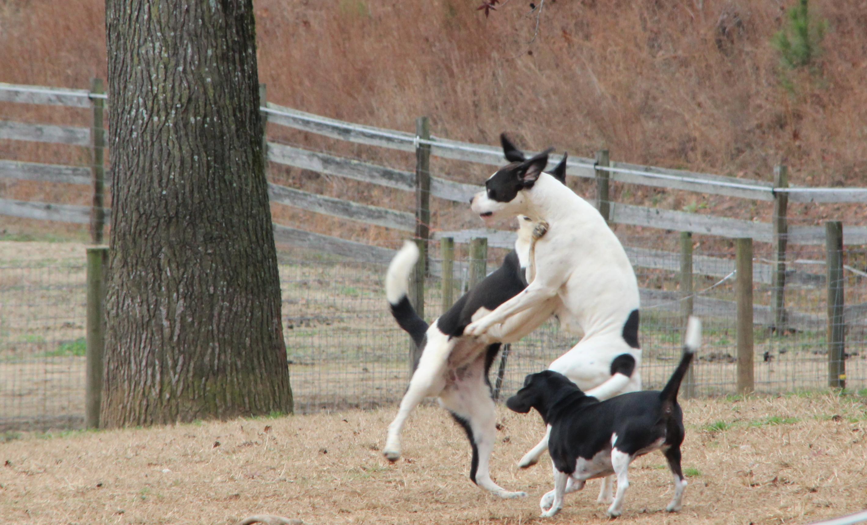 Princess Sweet Heart Sparkle Sprinkles