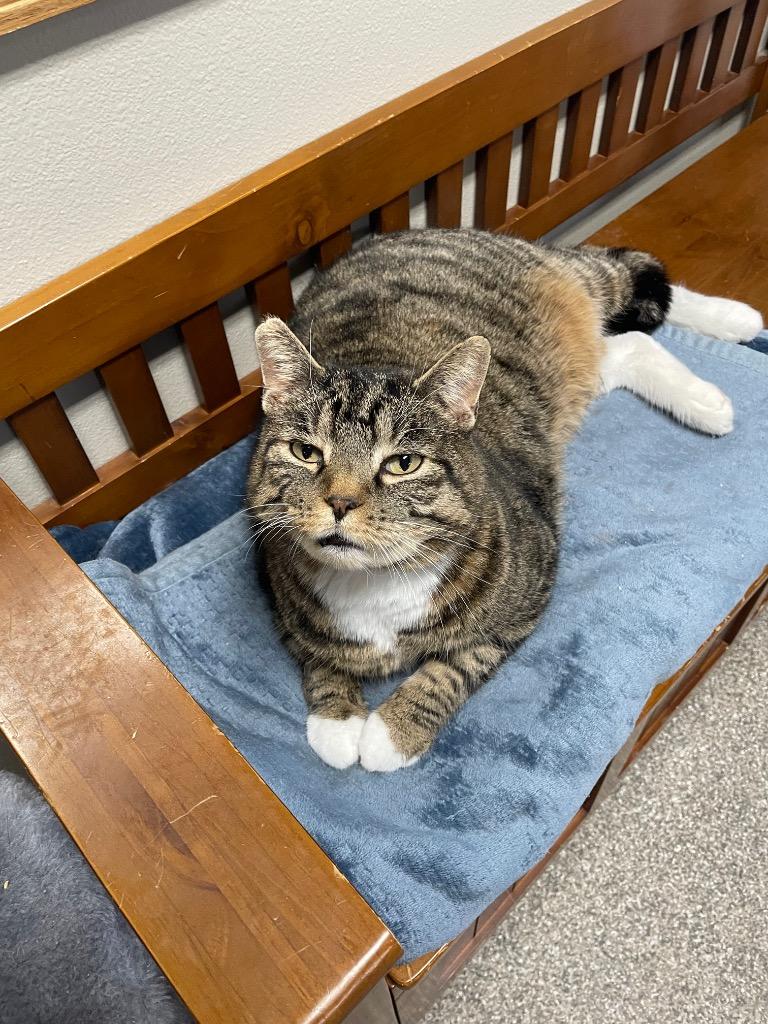 Jack, Adoptable, Adult Male Domestic Short Hair.