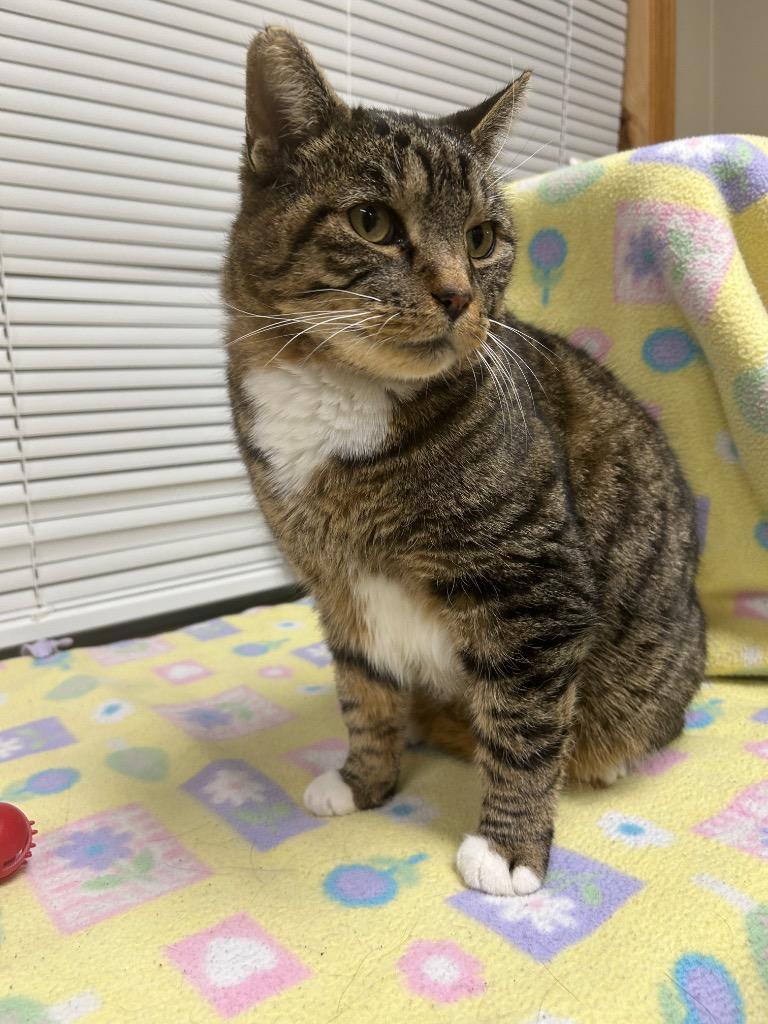 Enlarge Jack, a Adoptable mixed breed in Spooner, WI image 2/3