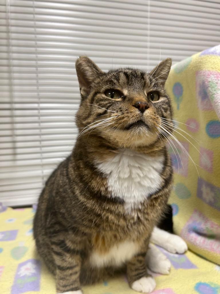 Jack, Adoptable, Adult Male Domestic Short Hair.