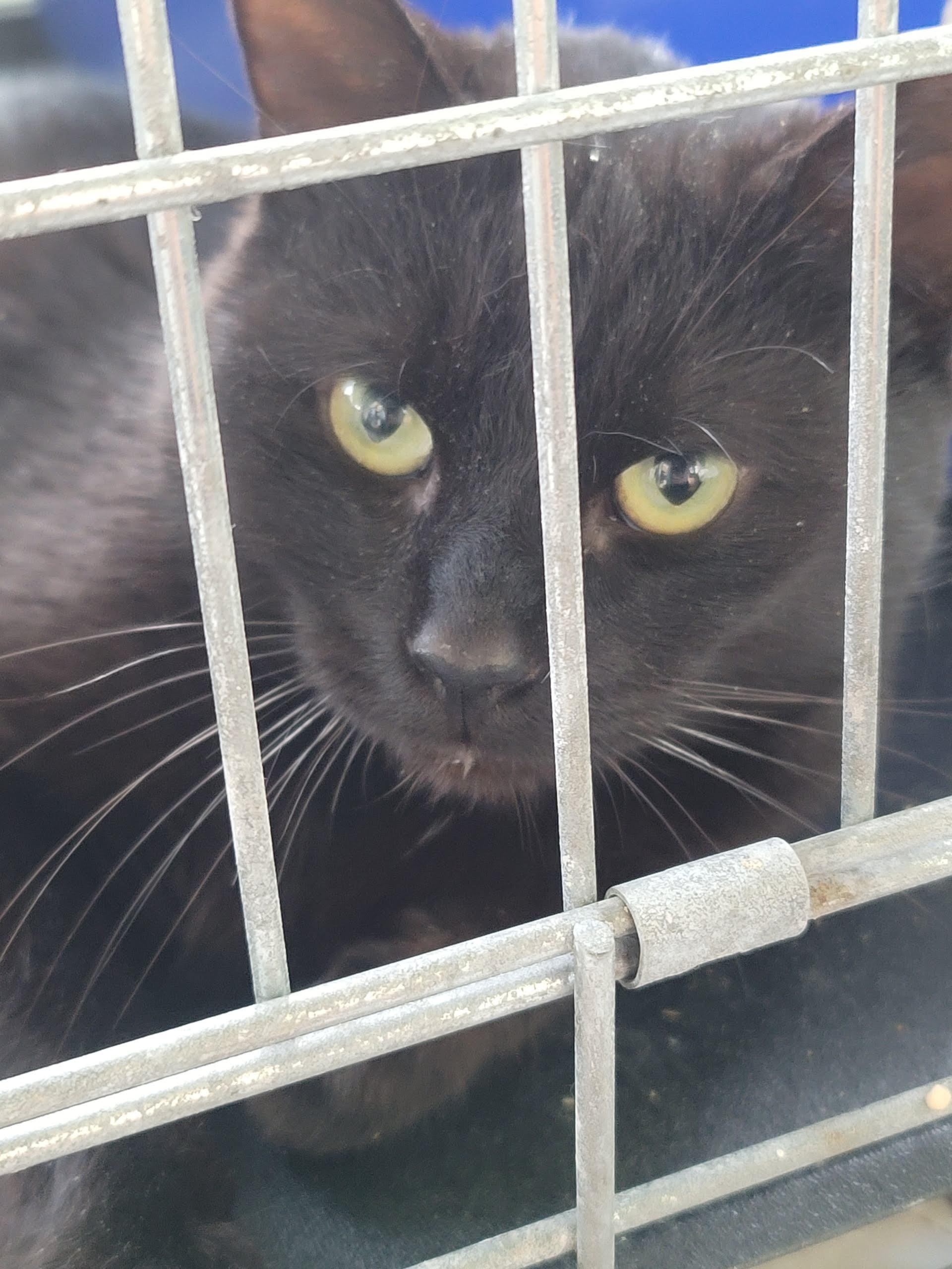 Romeo, Adult Male Domestic Short Hair