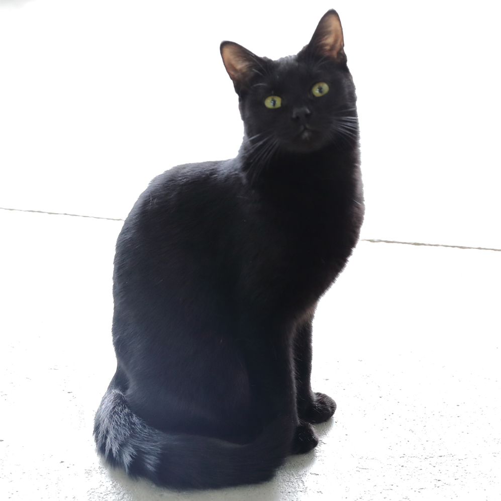 Licorice