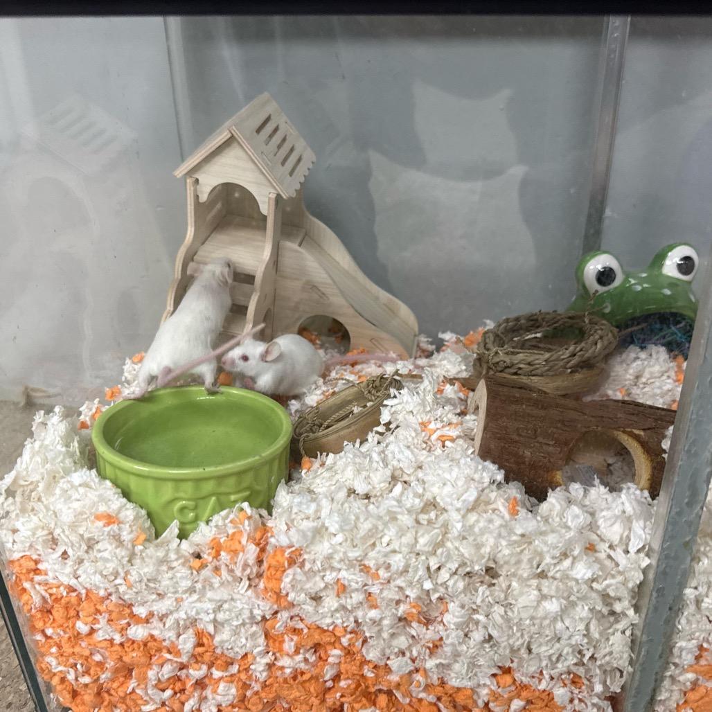 Enlarge Kim & Laura (bonded duo), a ADOPTABLE Mouse in Medford, NY image 1/1