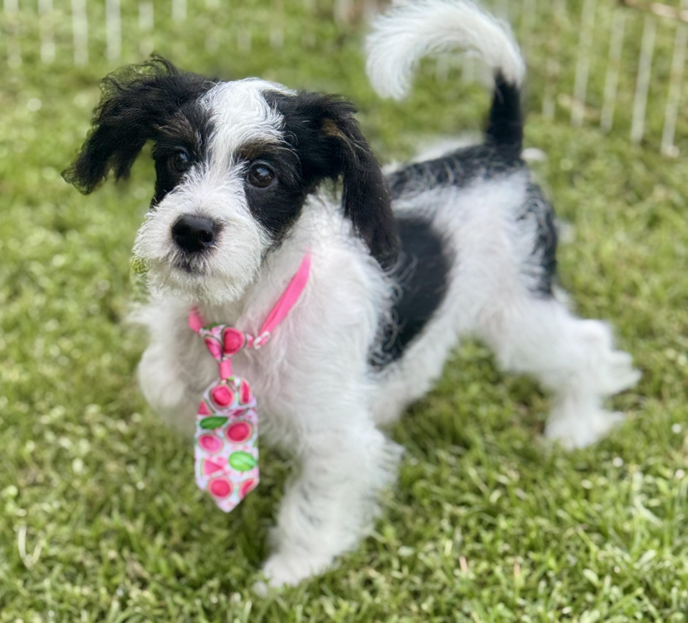 Enlarge Grover, a Adopted Maltipoo in Bedminster, NJ image 1/4