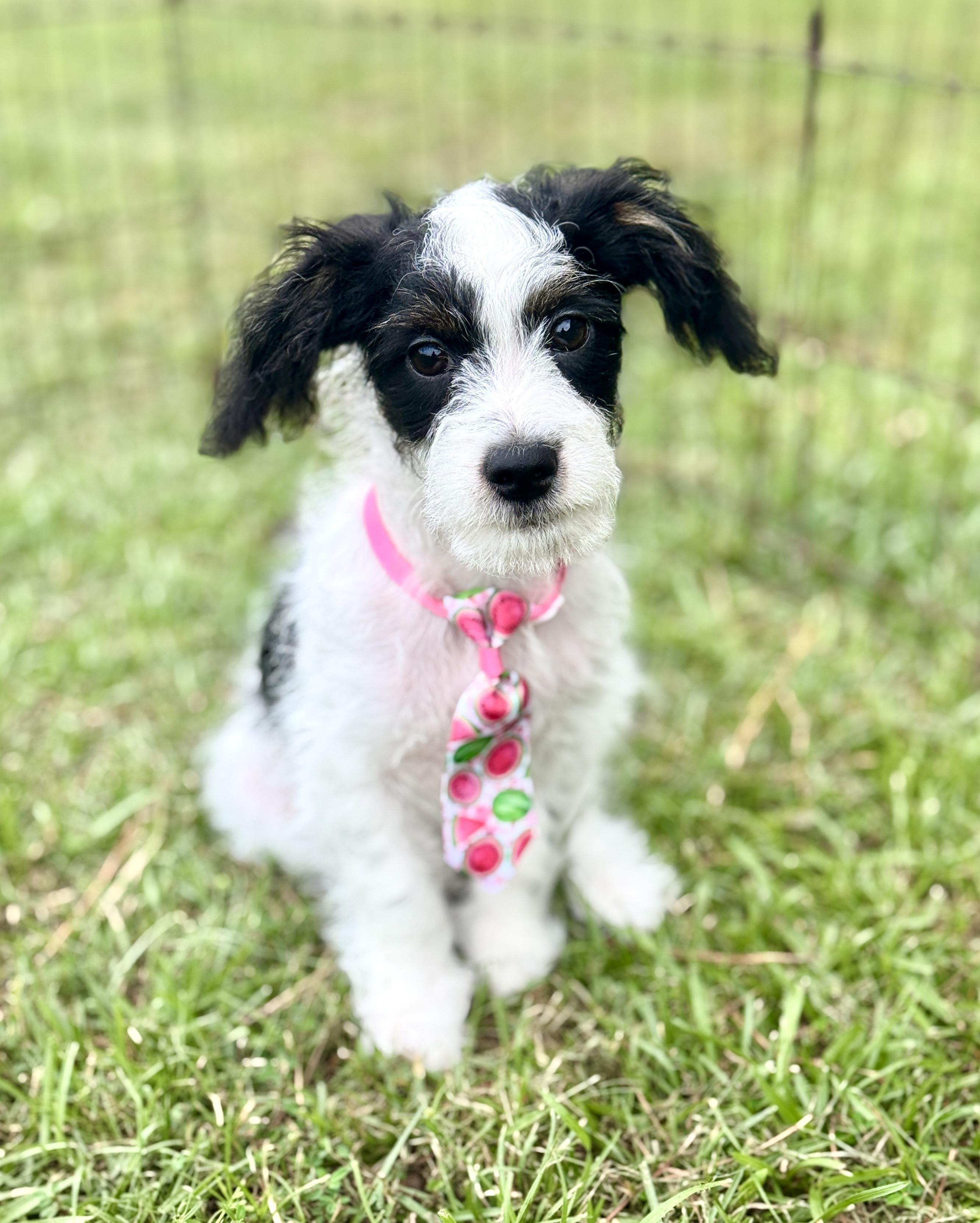 Enlarge Grover, a Adopted Maltipoo in Bedminster, NJ image 3/4