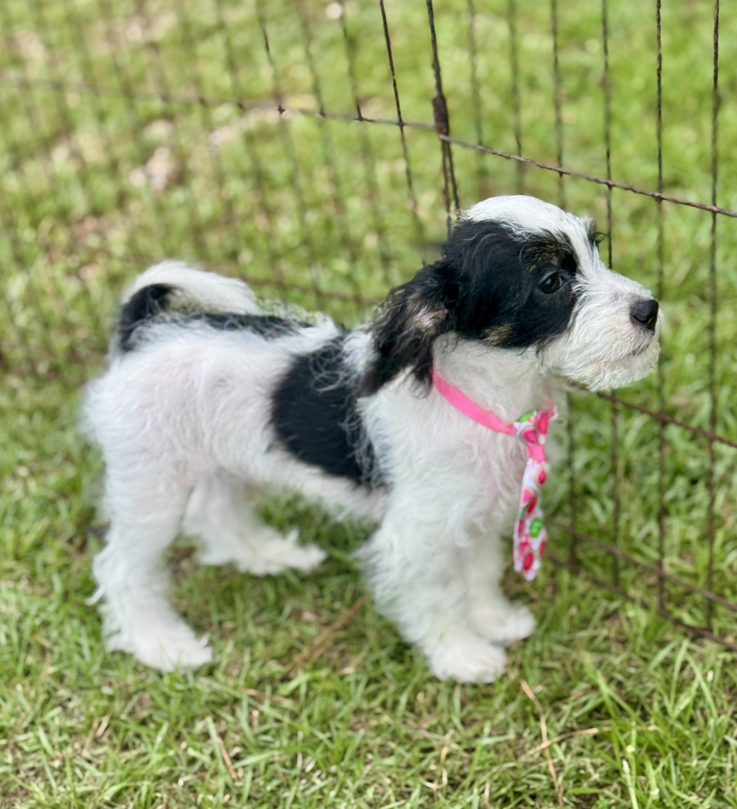 Enlarge Grover, a Adopted Maltipoo in Bedminster, NJ image 4/4
