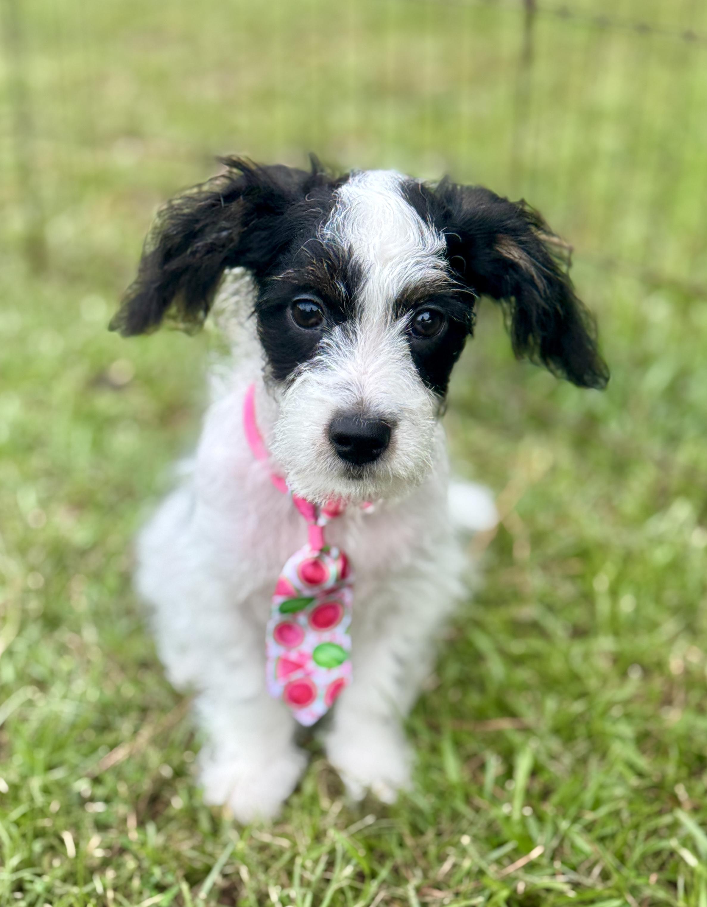 Enlarge Grover, a Adopted Maltipoo in Bedminster, NJ image 2/4