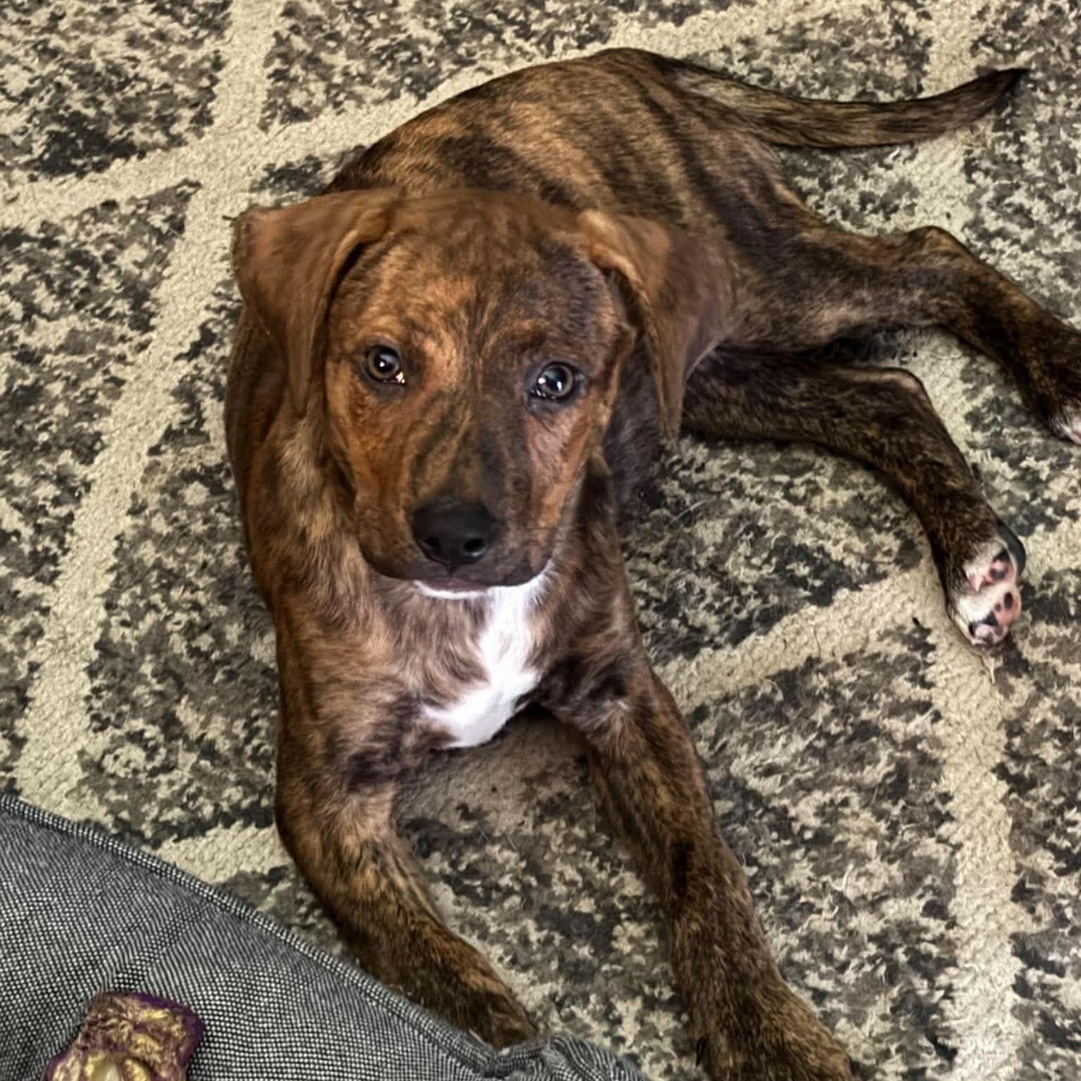 Enlarge Lizzie, a Adoptable mixed breed in Blairstown, NJ image 5/6