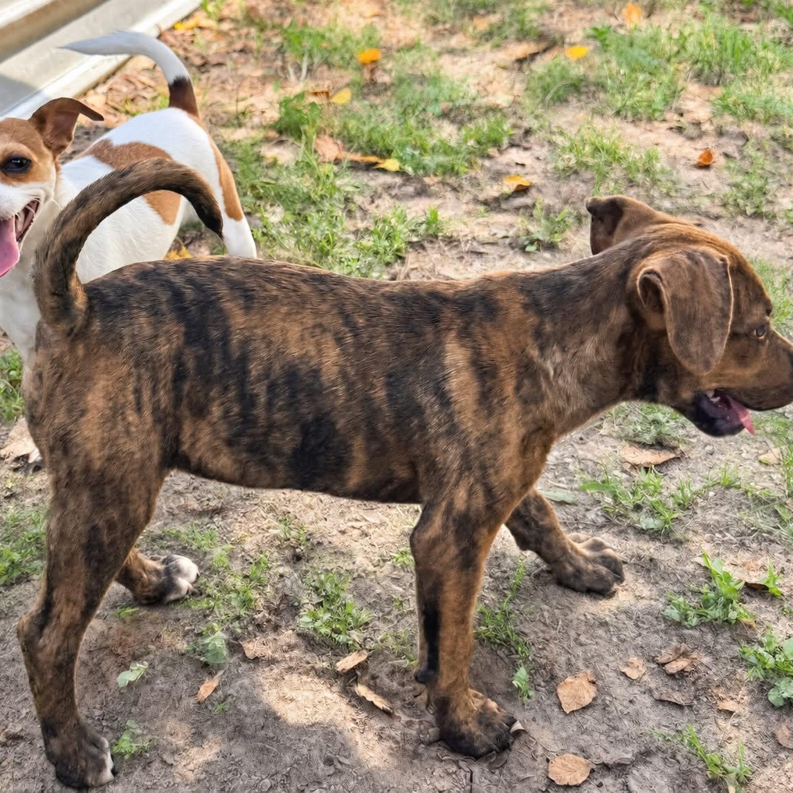 Enlarge Lizzie, a Adoptable mixed breed in Blairstown, NJ image 3/6