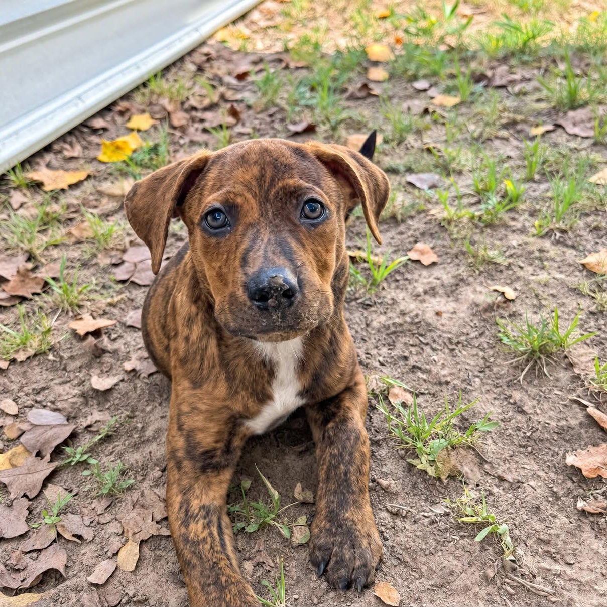 Enlarge Lizzie, a Adoptable mixed breed in Blairstown, NJ image 2/6