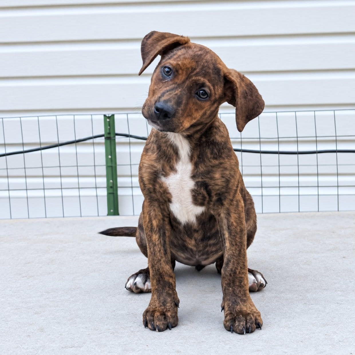 Lizzie, Adoptable, Puppy Female Mountain Cur & Mixed Breed.