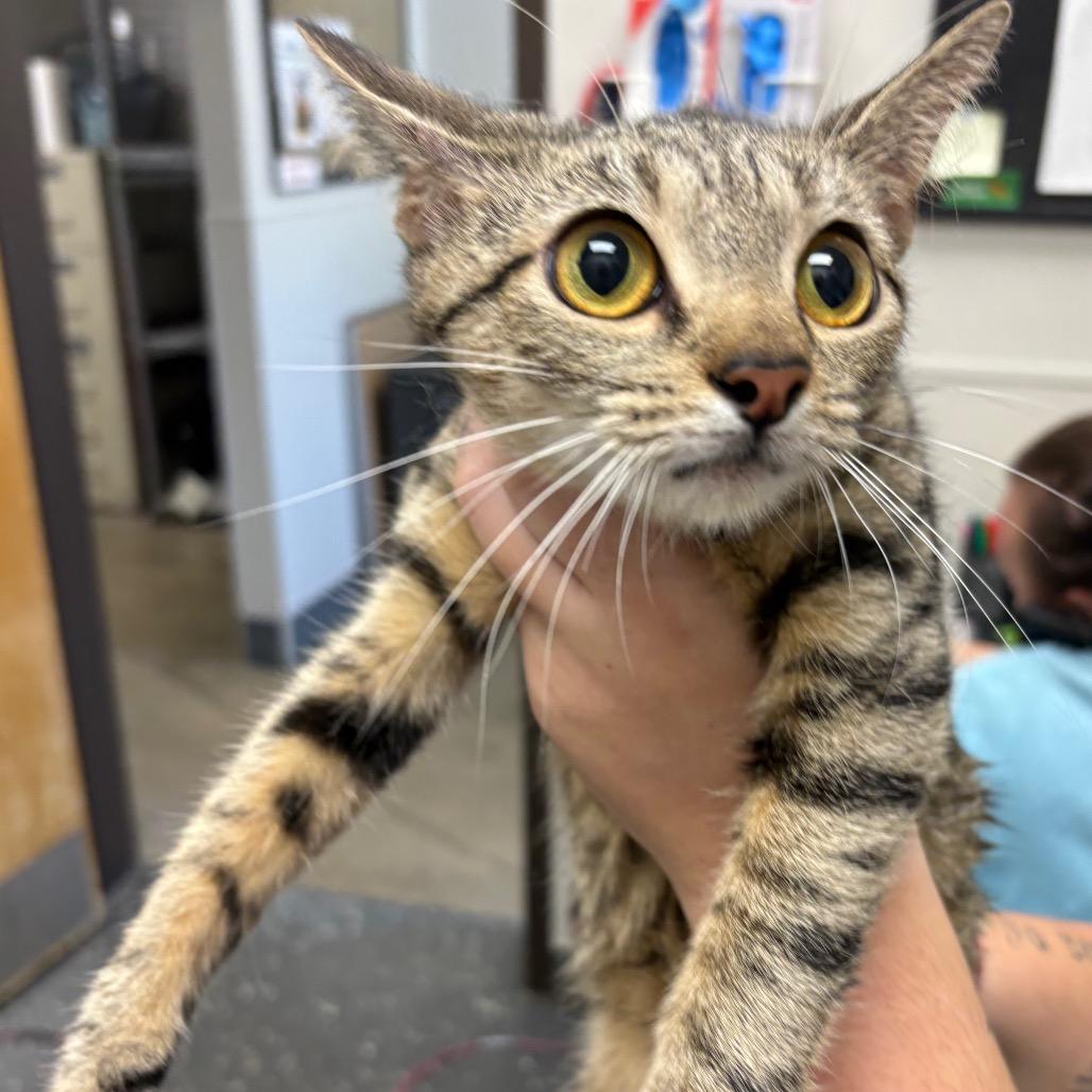 Shuggy, Adoptable, Young Female Domestic Short Hair.