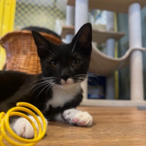 Tucker, Adoptable, Kitten Male American Shorthair.