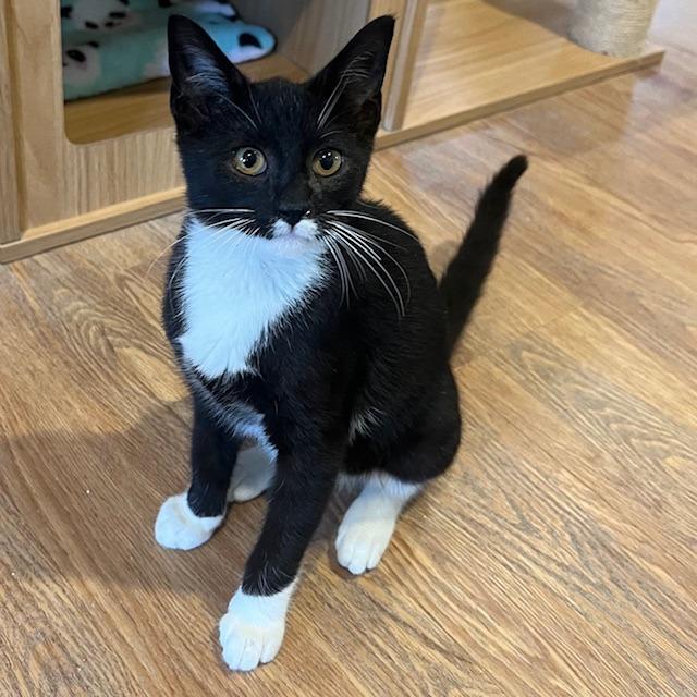 Enlarge Tucker, a Adoptable American Shorthair in Lake Panasoffkee, FL image 2/3