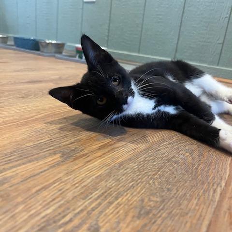 Enlarge Tucker, a Adoptable American Shorthair in Lake Panasoffkee, FL image 3/3