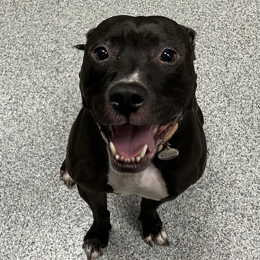 Enlarge Brenna, a Adoptable American Staffordshire Terrier in Grand Rapids, MI image 1/6