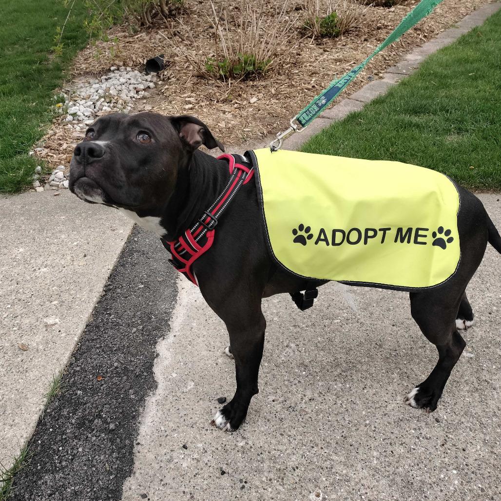 Enlarge Brenna - In Foster, a Adoptable American Staffordshire Terrier in Grand Rapids, MI image 2/6