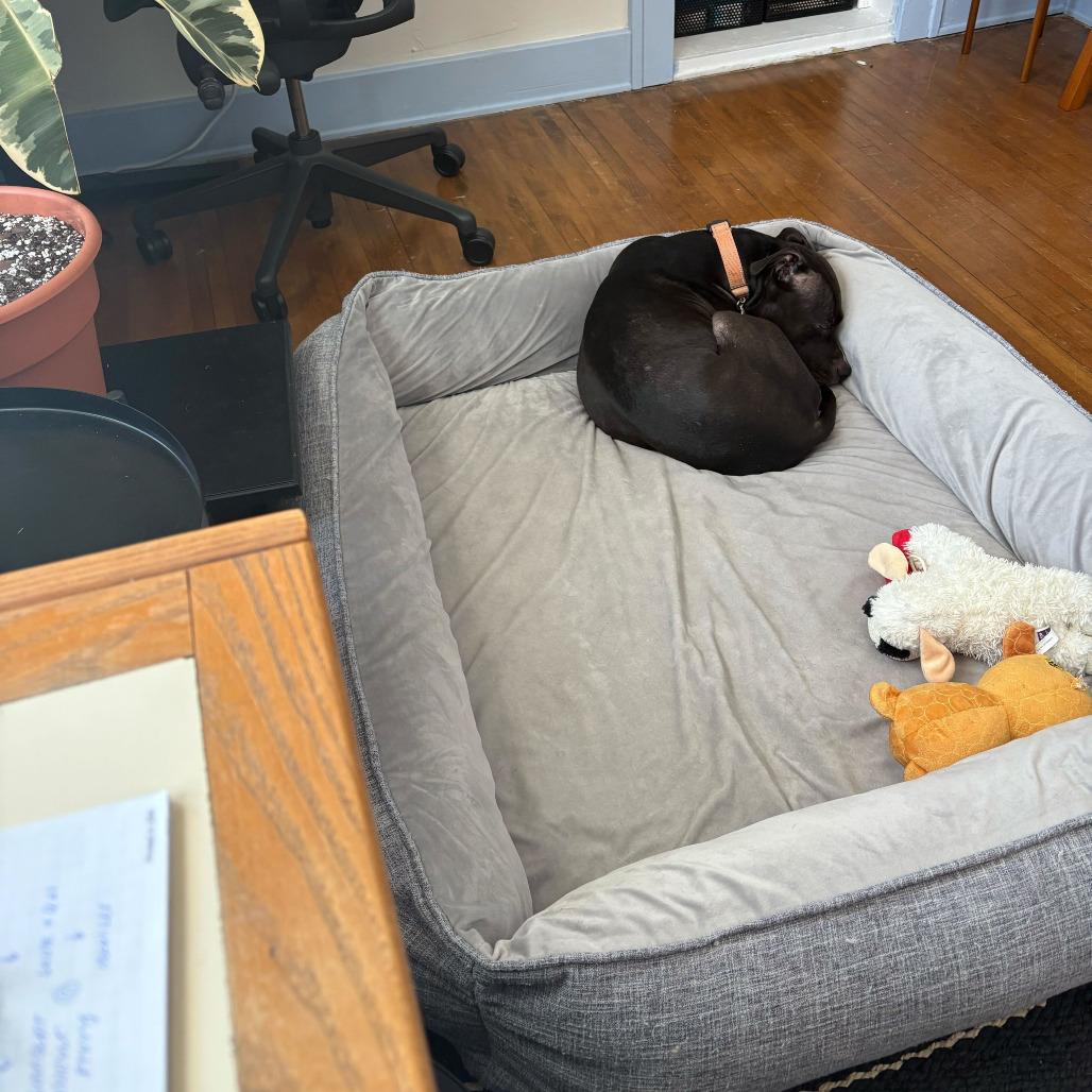 Enlarge Brenna, a Adoptable American Staffordshire Terrier in Grand Rapids, MI image 2/6