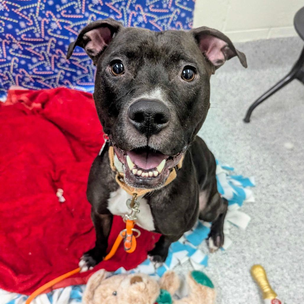 Enlarge Brenna, a Adoptable American Staffordshire Terrier in Grand Rapids, MI image 3/6