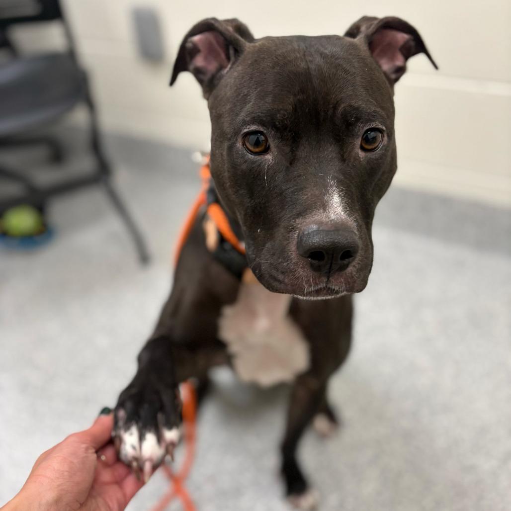 Enlarge Brenna, a Adoptable American Staffordshire Terrier in Grand Rapids, MI image 4/6