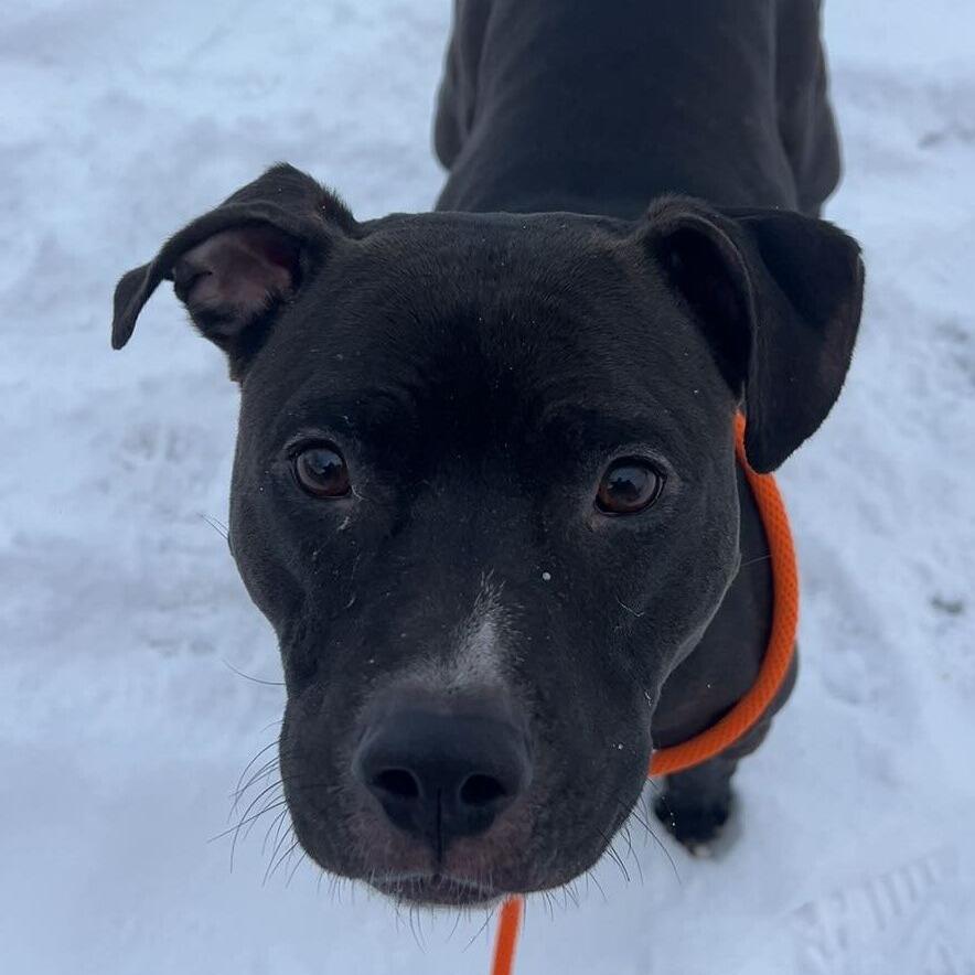 Enlarge Brenna, a Adoptable American Staffordshire Terrier in Grand Rapids, MI image 5/6