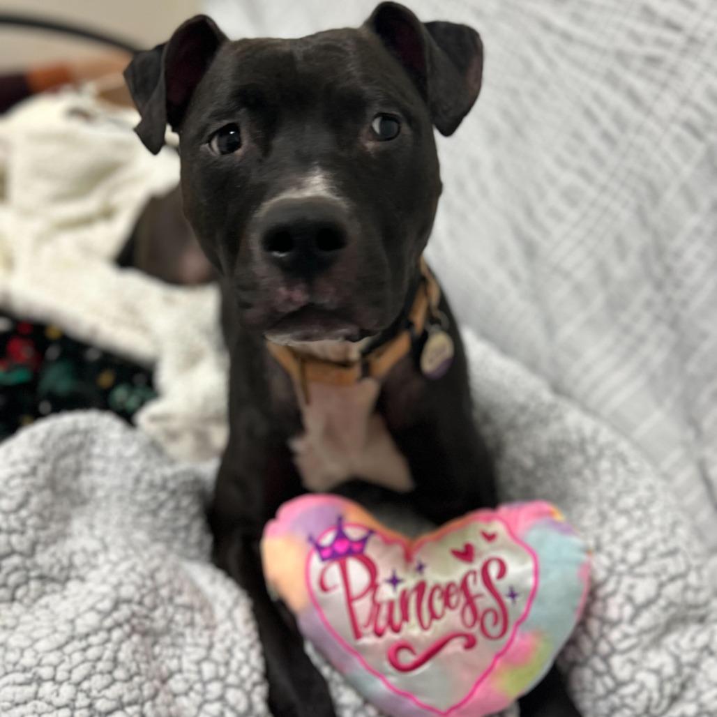 Enlarge Brenna - In Foster, a Adoptable American Staffordshire Terrier in Grand Rapids, MI image 5/6
