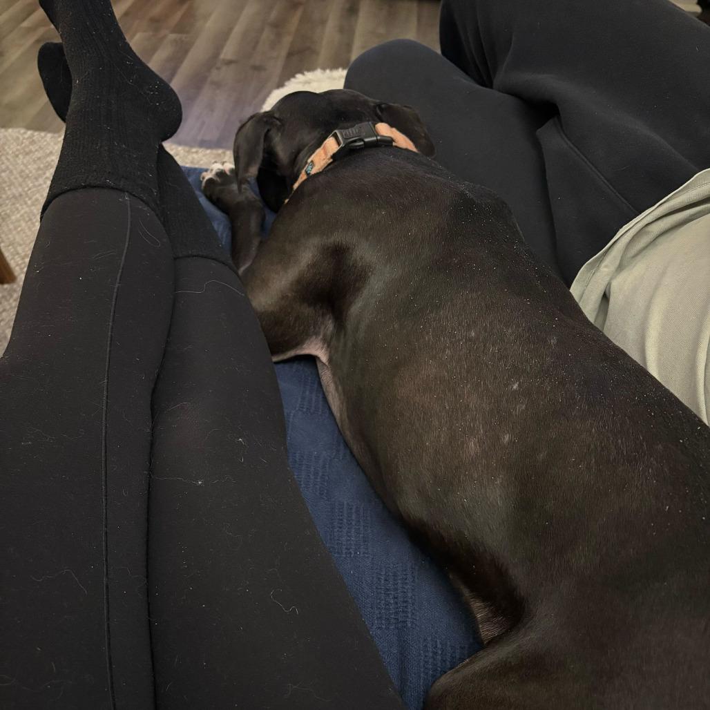 Enlarge Brenna, a Adoptable American Staffordshire Terrier in Grand Rapids, MI image 6/6