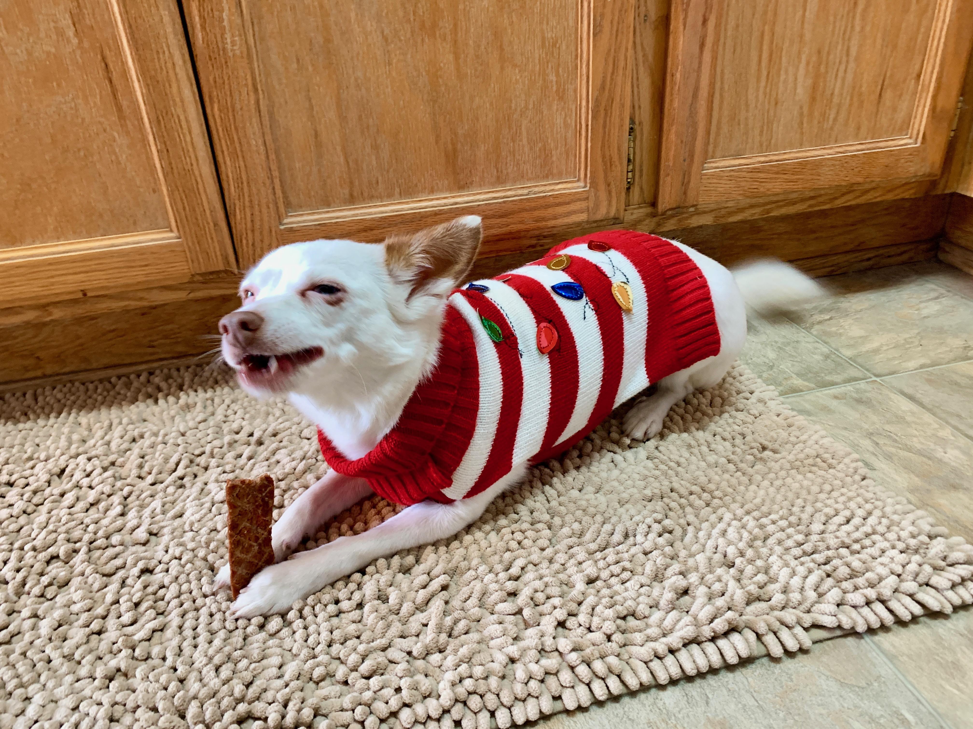 Enlarge Mamma Mia, a Adoptable mixed breed in Bakersfield, CA image 4/6