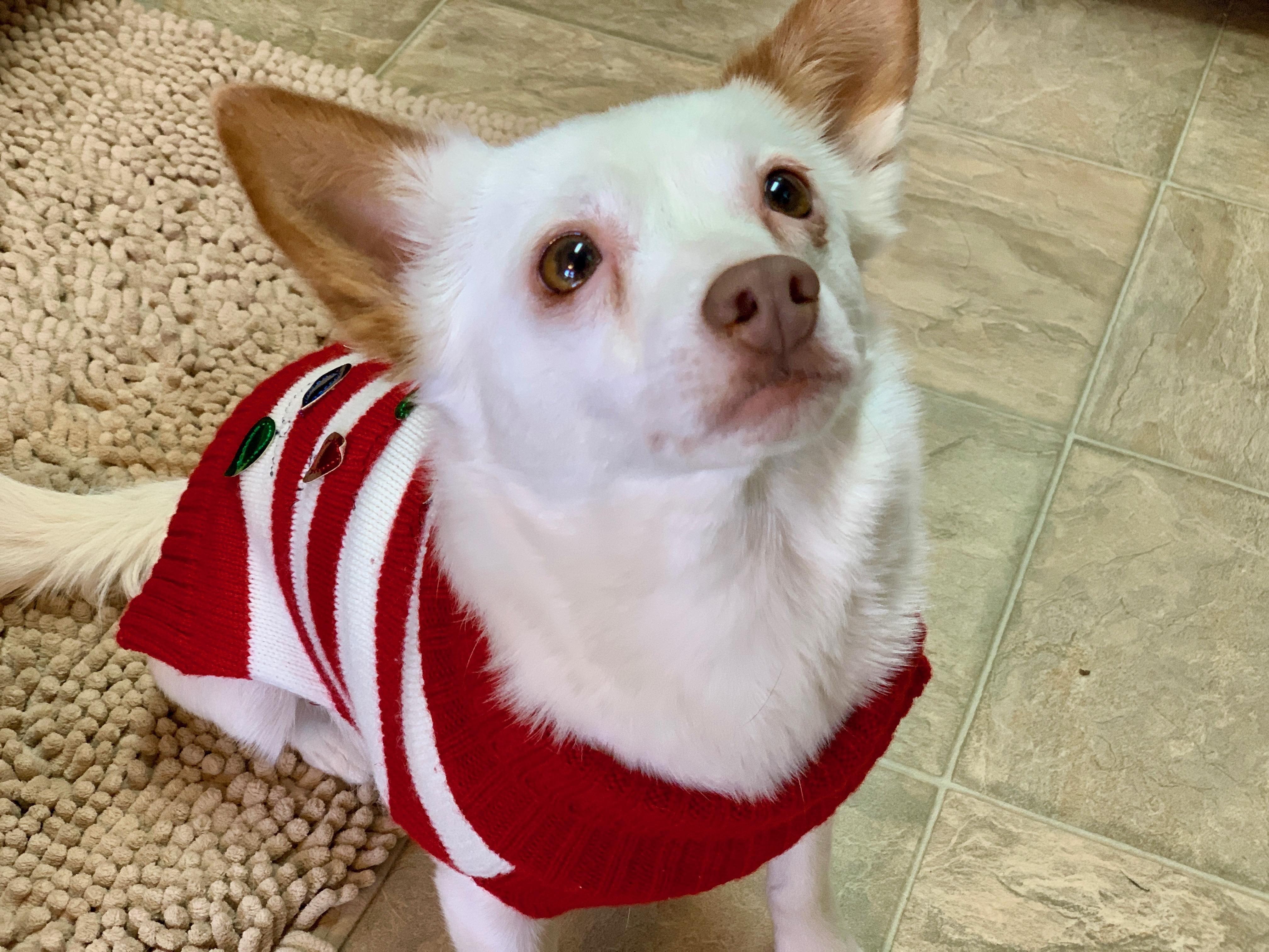 Mamma Mia, Adoptable, Adult Female Chihuahua.